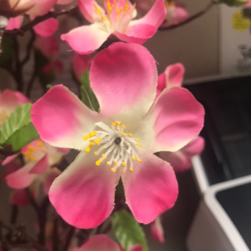 Meet your Posher, Mahlaqa